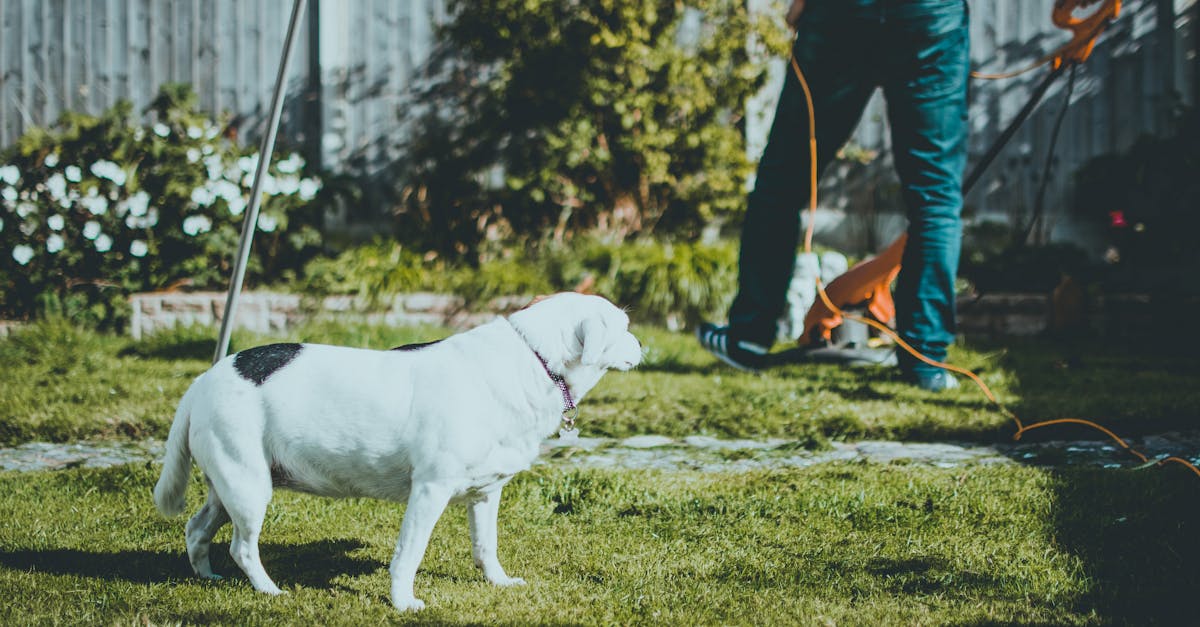 Lawn Maintenance